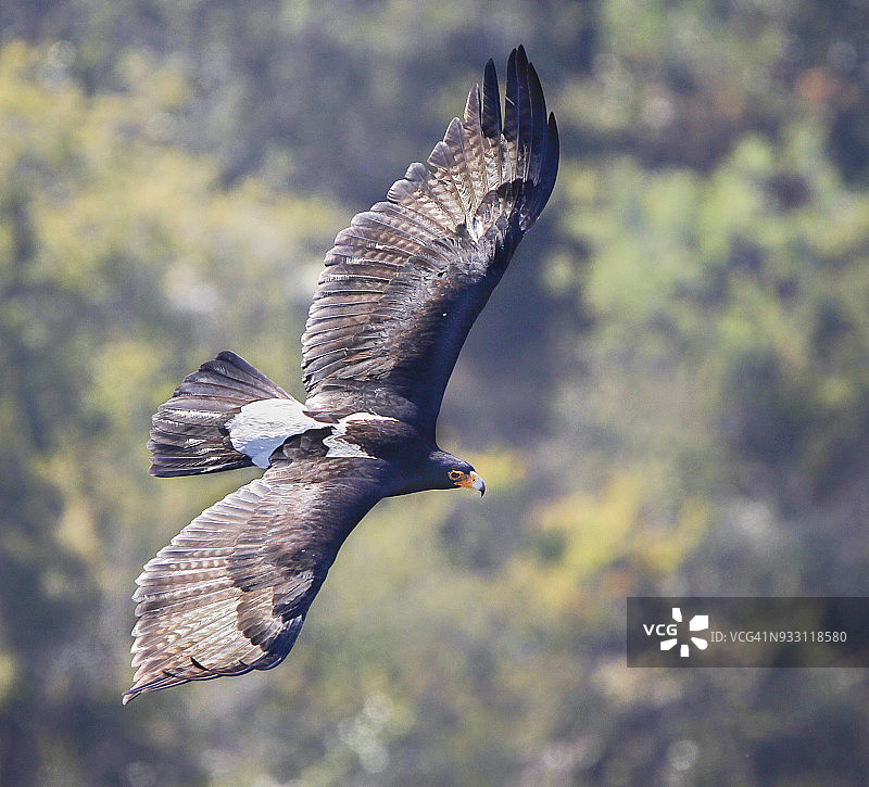 正在搜寻食物的韦罗鹰飞行景象图片素材