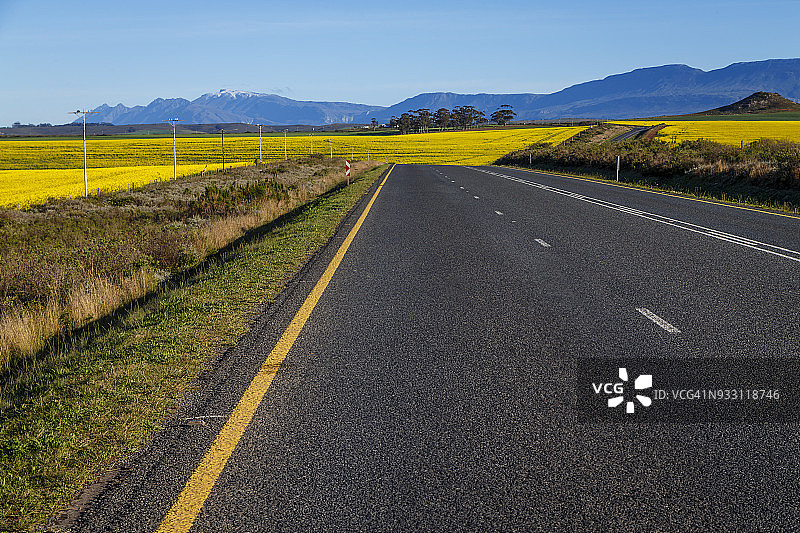 通往斯韦伦丹的道路，穿过卡诺拉田野，远处是兰格伯格山脉，南非西开普省斯韦伦丹图片素材