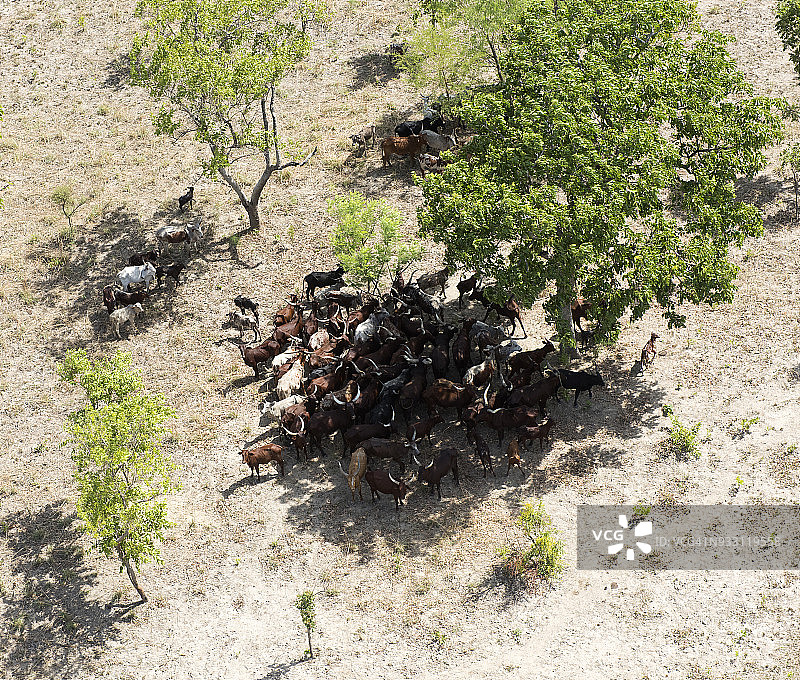 富拉尼牛和山羊群在布班吉达国家公园的一棵树下休息图片素材