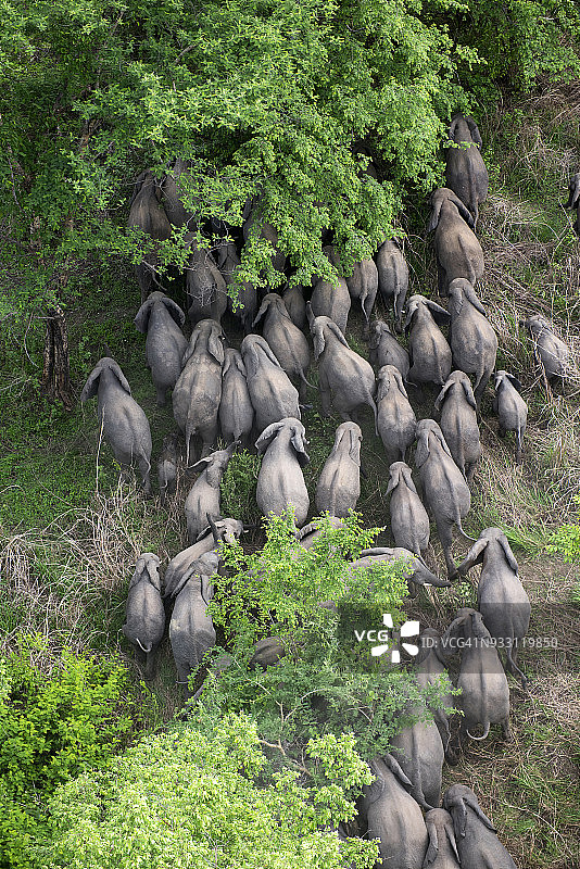 喀麦隆：法罗国家公园附近的非洲象群图片素材