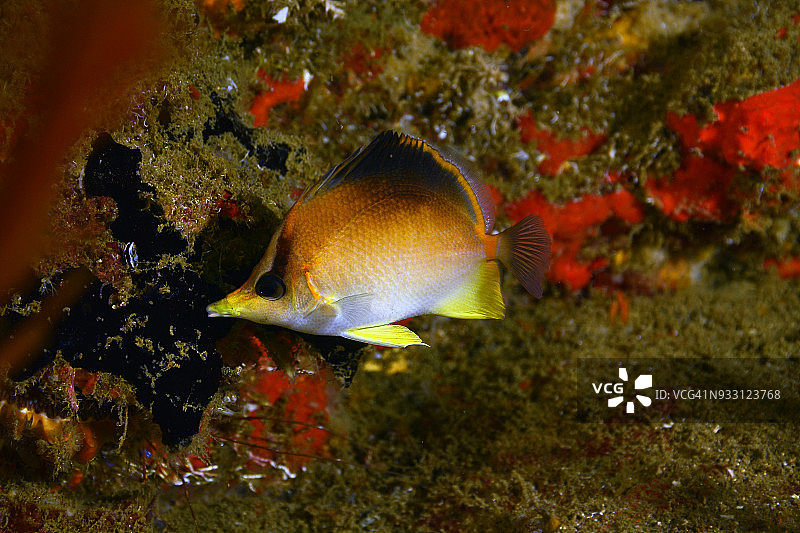 长吻蝴蝶鱼图片素材