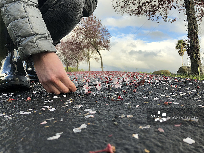 散落在地板上的樱花花瓣图片素材