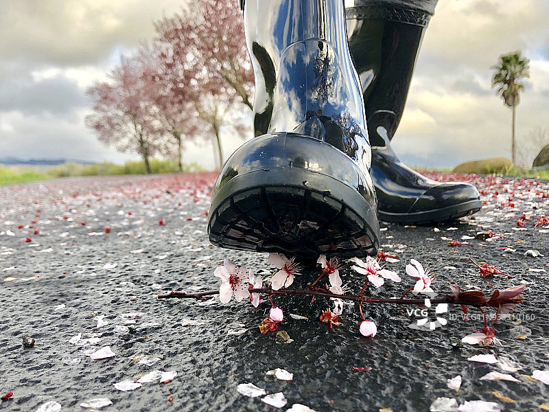 散落在地板上的樱花花瓣图片素材