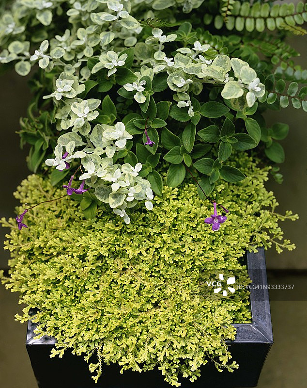 盆栽植物图片素材