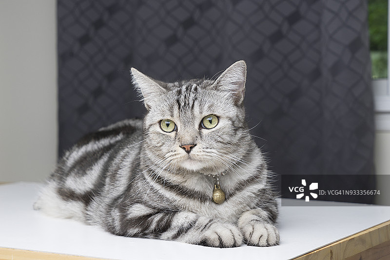 美国短毛猫幼猫在地板上图片素材