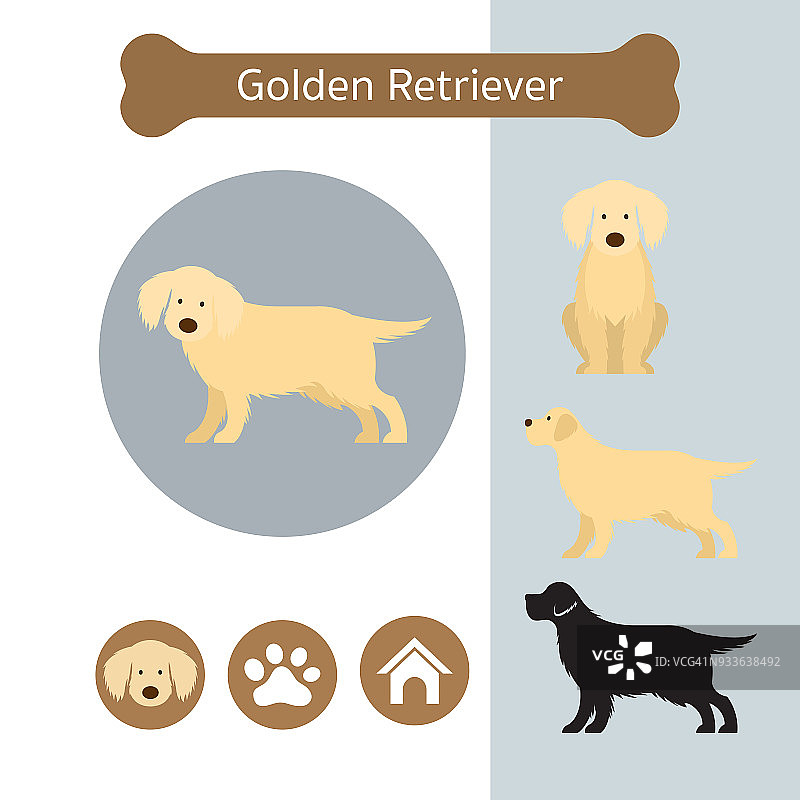 金毛寻回犬犬种信息图图片素材