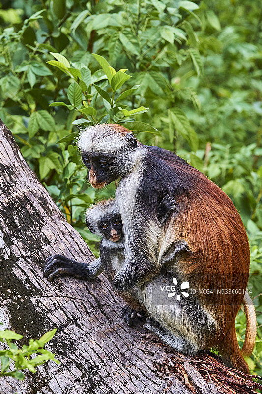 坦桑尼亚桑给巴尔Unguja乔扎尼森林红疣猴图片素材