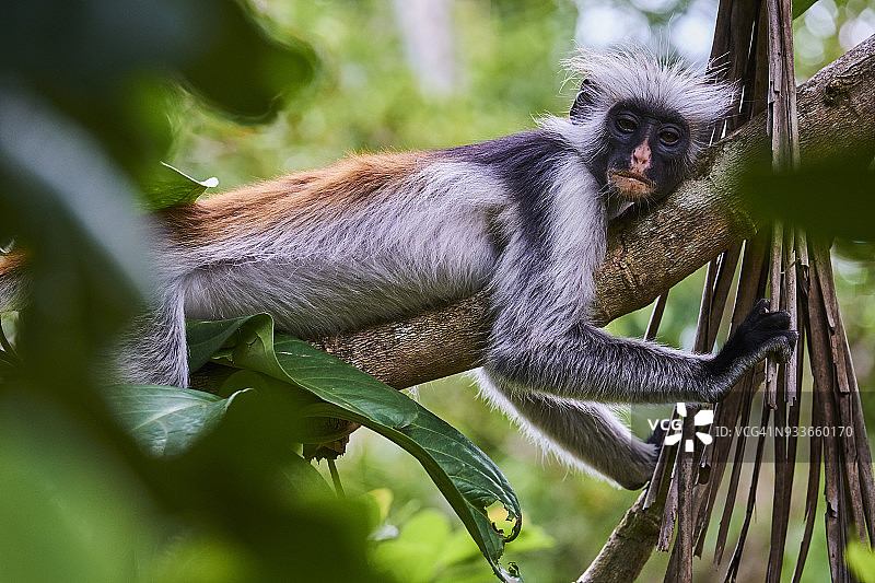 坦桑尼亚桑给巴尔Unguja乔扎尼森林红疣猴图片素材