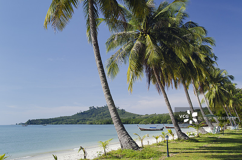 棕榈树沙滩图片素材
