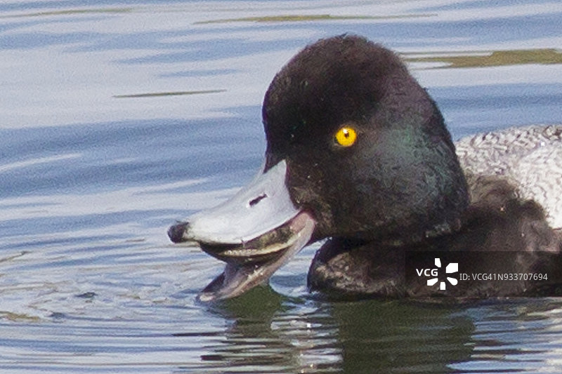 小海番鸭雄鸟特写，正在吃蛤蜊图片素材
