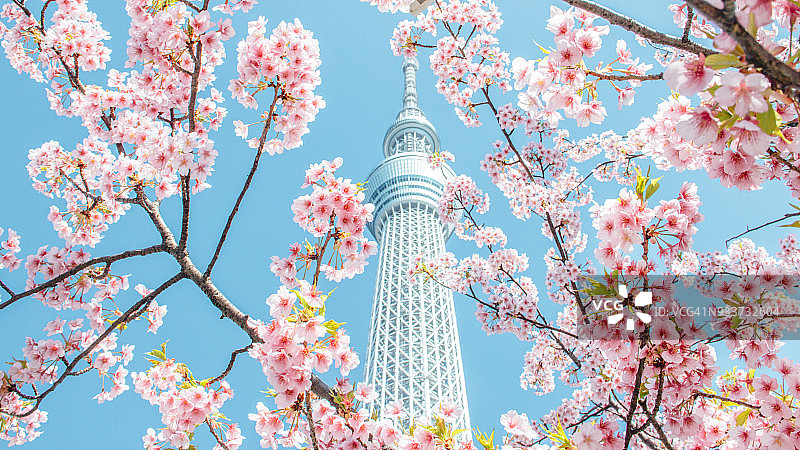 日本东京晴空塔下的樱花图片素材