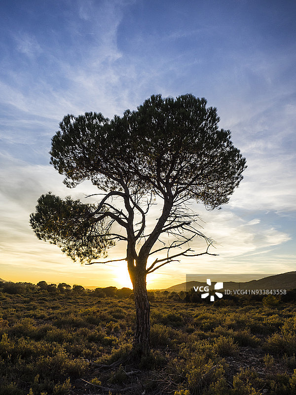 橙黄色晚霞下的孤松剪影平原景观图片素材