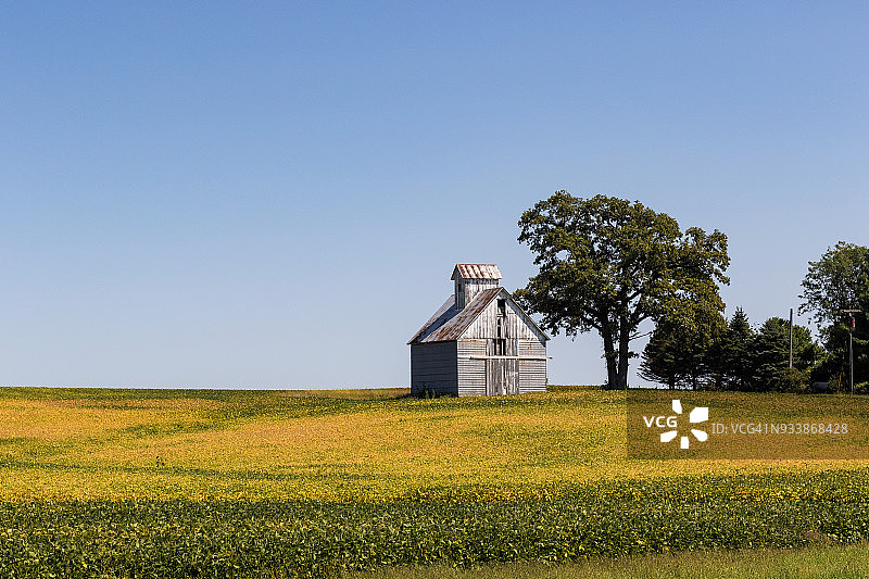 老谷仓和黄色大豆田图片素材
