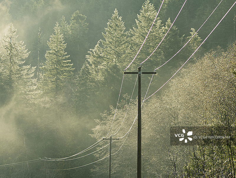 华盛顿奥林匹克半岛逆光树木和电线图片素材
