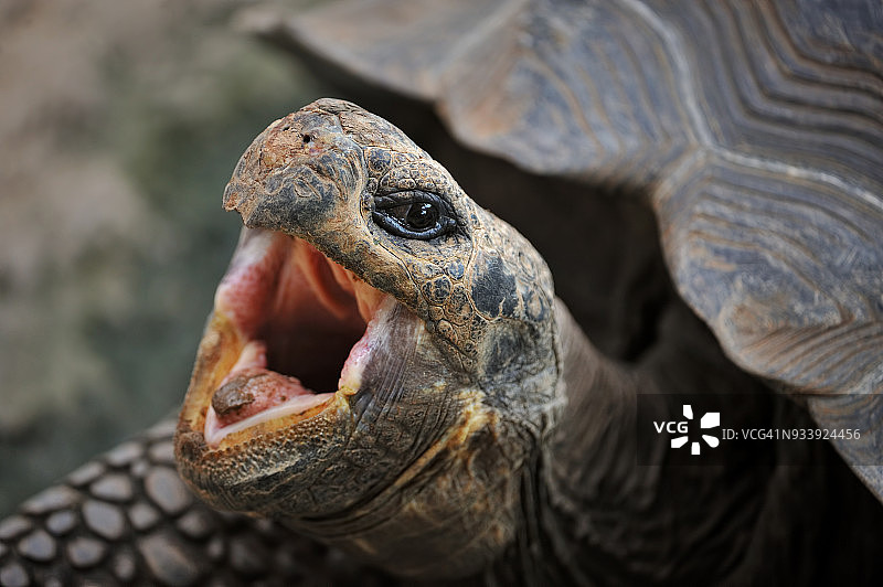 加拉帕戈斯象龟图片素材