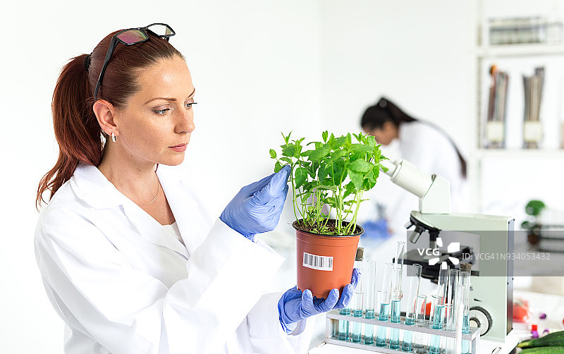 蔬菜实验室测试图片素材