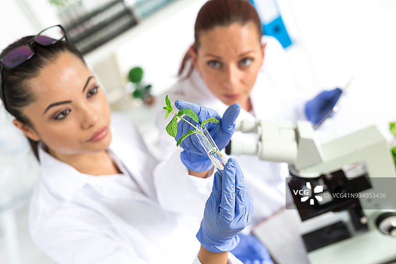 实验室技术员验证蔬菜的质量图片素材