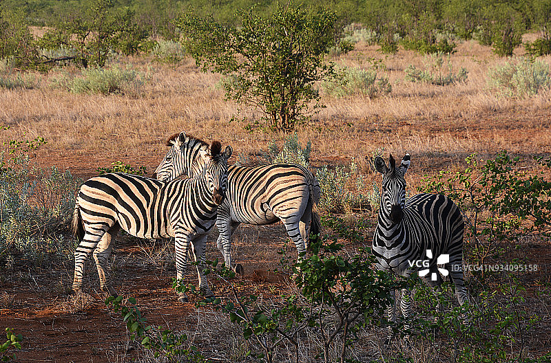 南非的斑马群图片素材
