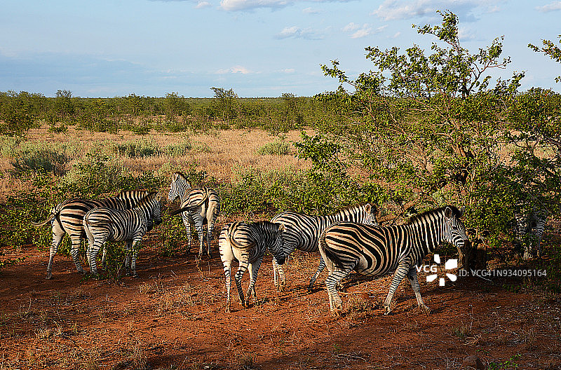 南非动物图片素材
