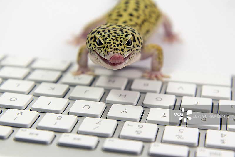 电脑上的宠物图片素材