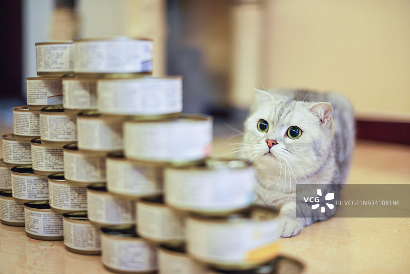 灰色短毛猫和食物罐头图片素材