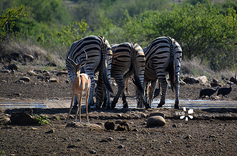 在南非喝水的斑马图片素材