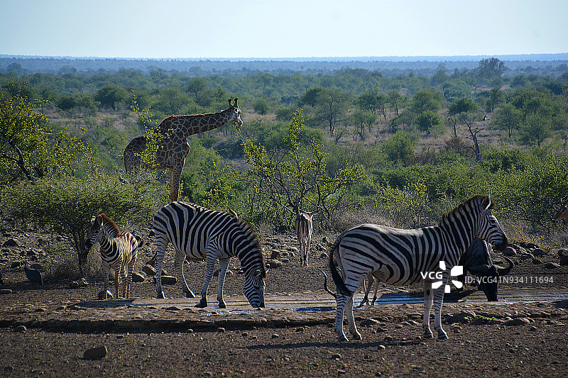 南非动物图片素材