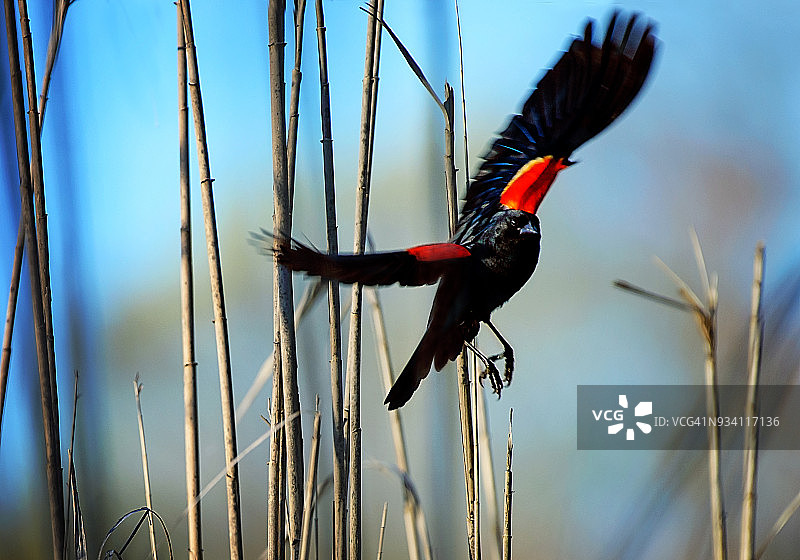 蓝色背景下的红翅黑鹂图片素材
