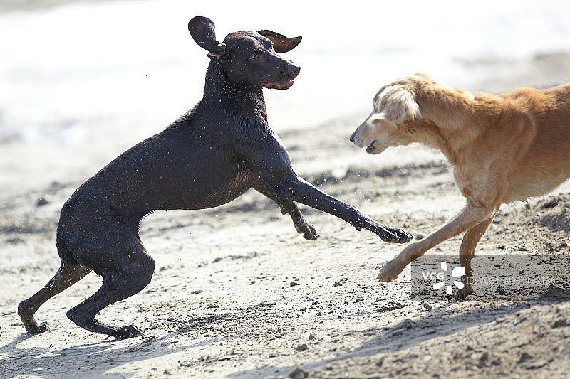 在户外玩耍的两只狗图片素材