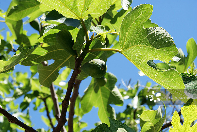 春天的枇杷树图片素材