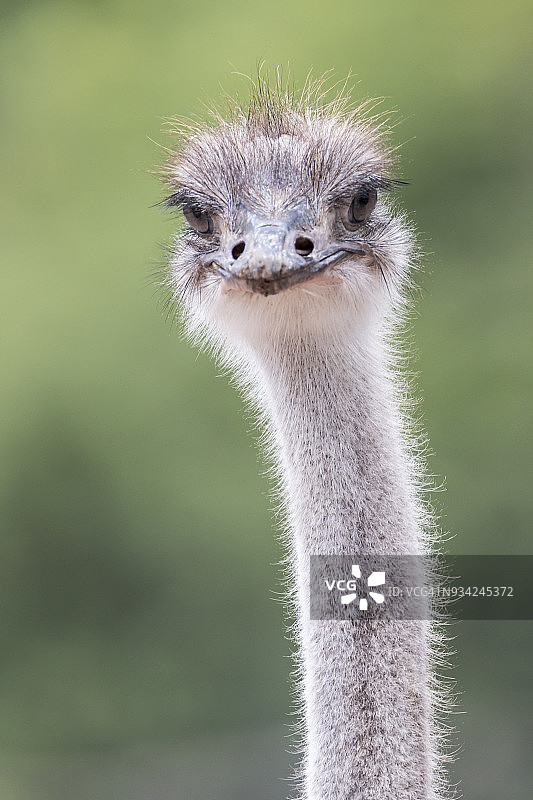 雄性鸵鸟肖像图片素材