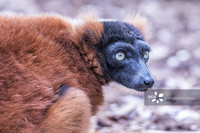 红色皱领狐猴特写图片素材