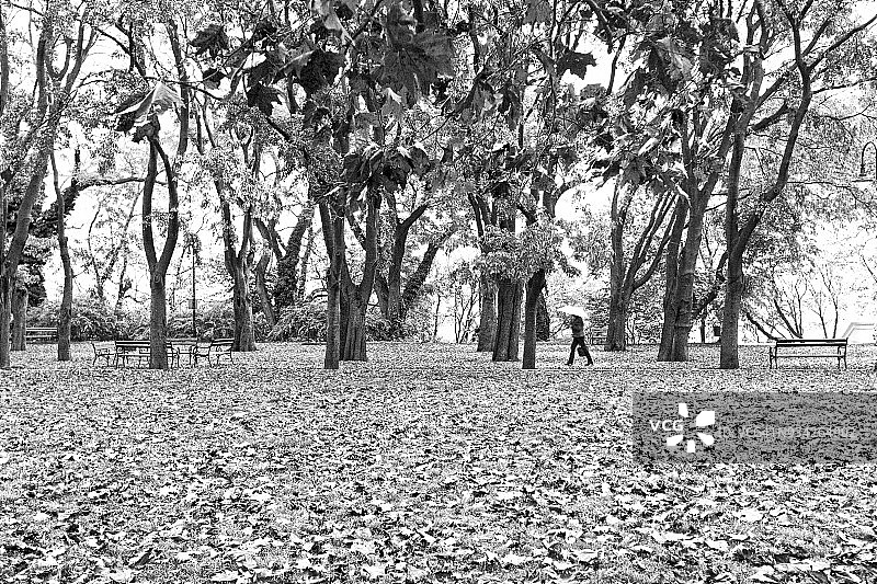 孤独的女人在公园里撑着伞行走图片素材