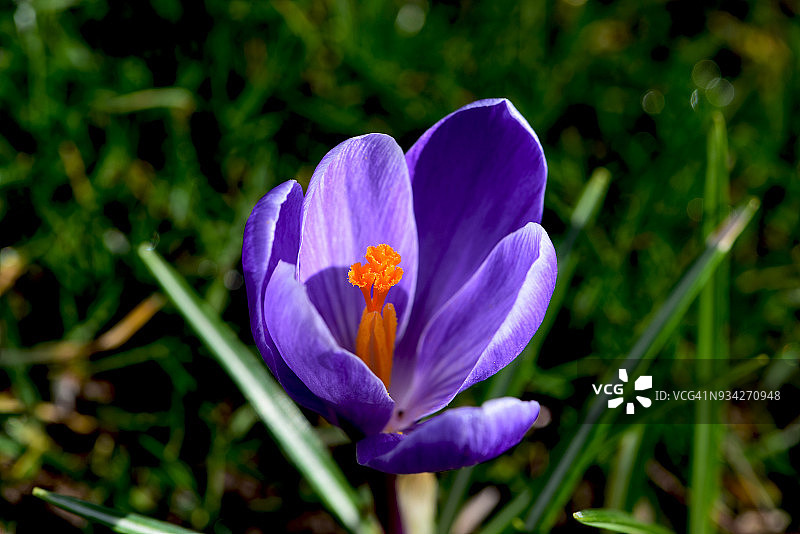 番红花紫罗兰图片素材