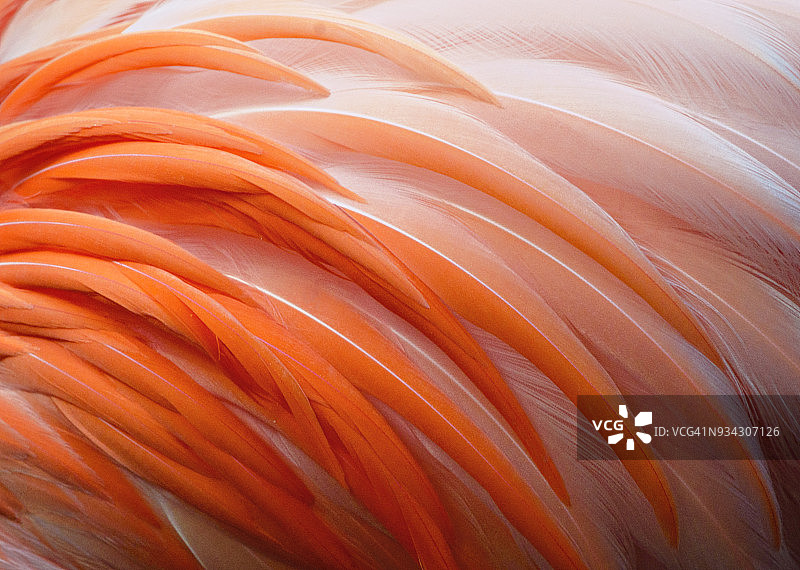 佛罗里达州那不勒斯火烈鸟羽毛细节图片素材