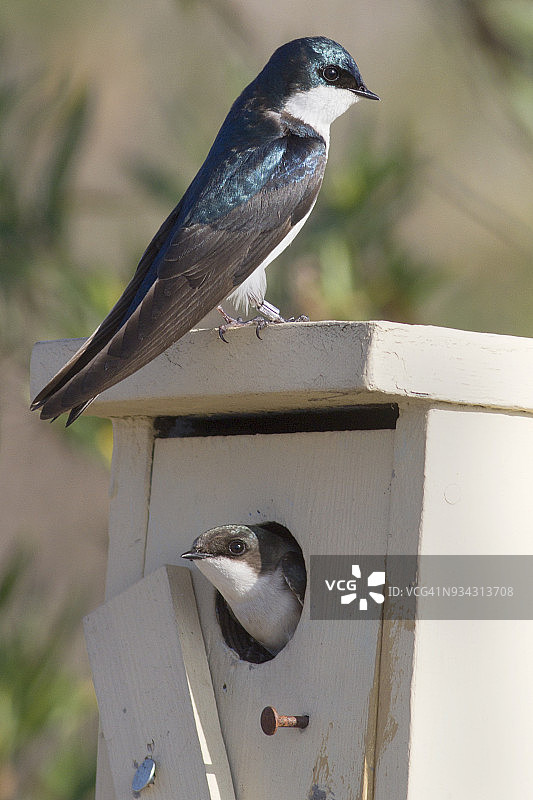在鸟巢箱旁的树燕和伴侣图片素材