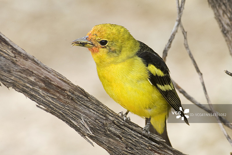 西部红雀捕食昆虫图片素材