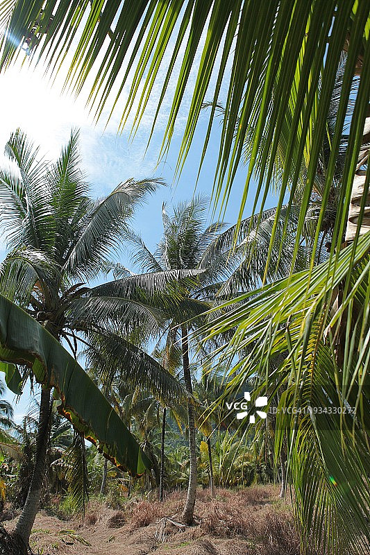 椰子树种植园图片素材