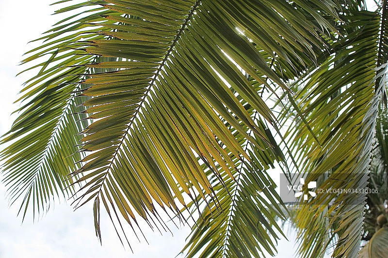 椰子树叶图片素材