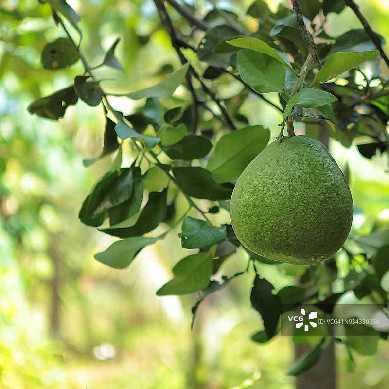 树上生长的绿色小柚子图片素材