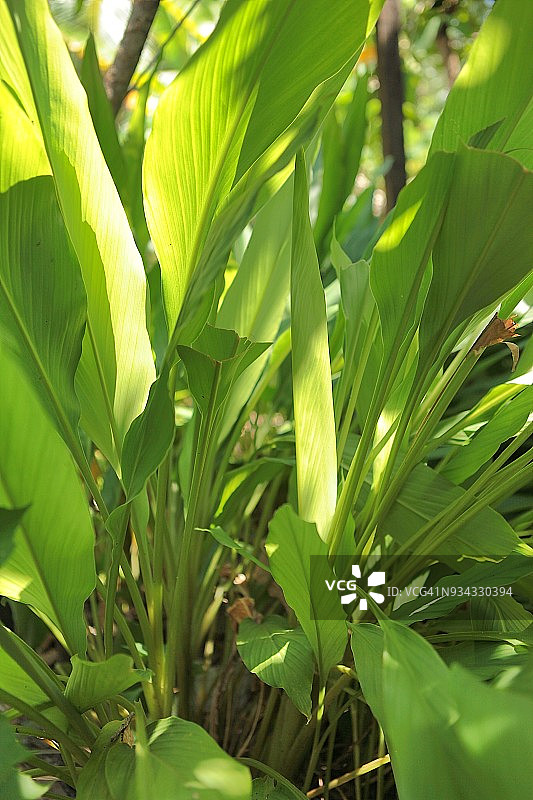 花园里生长的姜黄植物图片素材