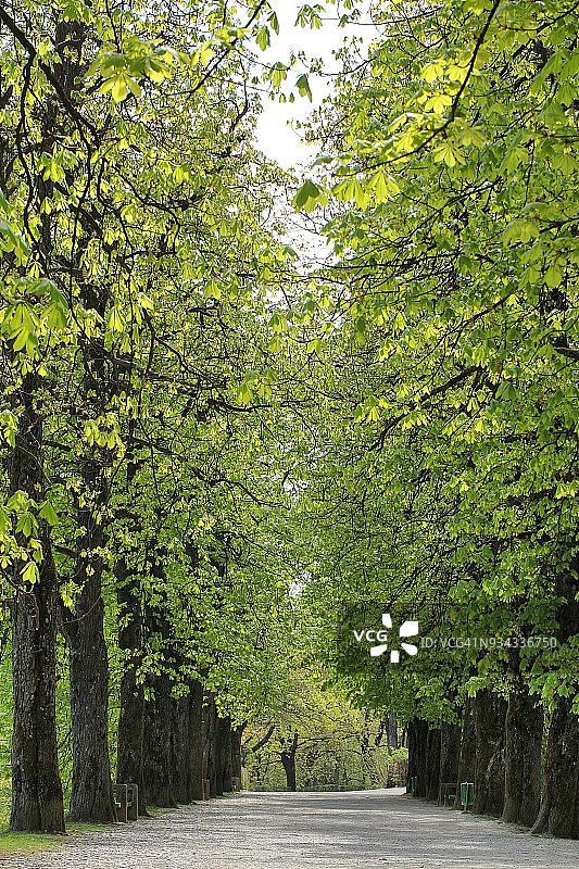 美丽的春季小路图片素材