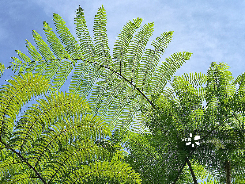 蓝天蕨叶图片素材