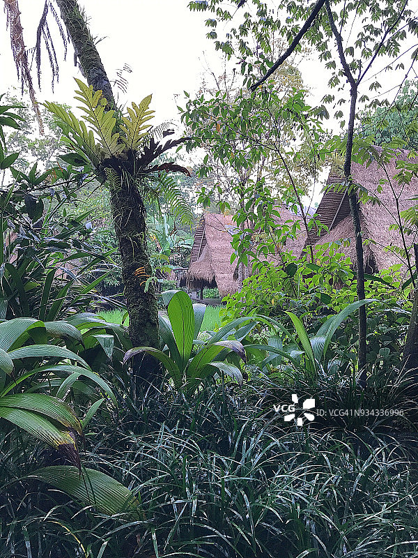 热带森林乡村风光图片素材