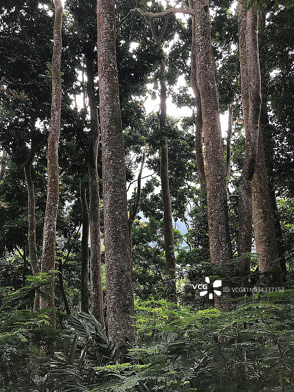 松树风光图片素材