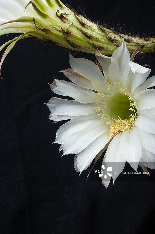 仙人掌埃奇诺皮斯图比弗洛拉图片素材