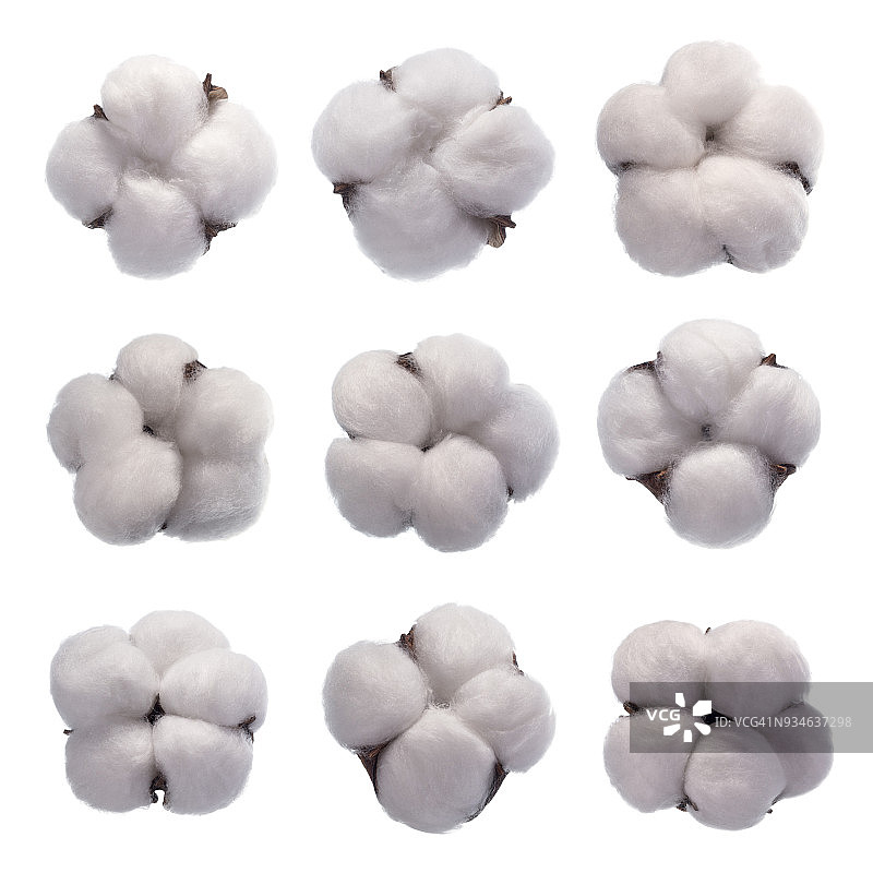 棉花花朵图片素材