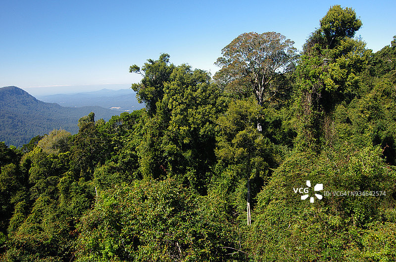 多里戈国家公园的世界遗产雨林，澳大利亚新南威尔士州图片素材