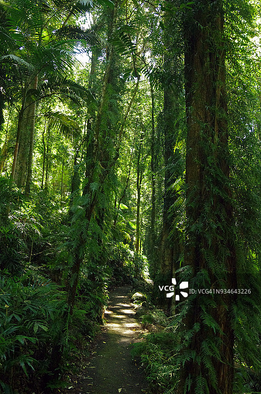 多里戈国家公园的步行道，新南威尔士州，澳大利亚图片素材