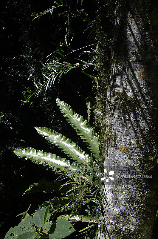 澳大利亚新南威尔士州多里戈国家公园树干上的鸟巢蕨图片素材